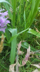 Dactylorhiza praetermissa