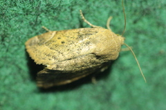 Cosmia affinis