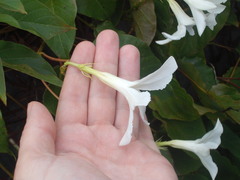 Mandevilla laxa