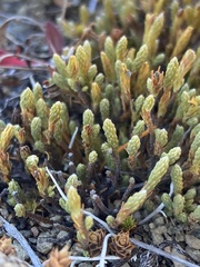 Kelleria