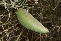 Leichhardtia australis