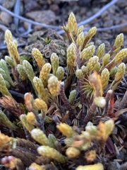 Kelleria
