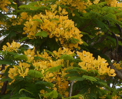 Delonix regia flavida