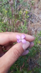 Clarkia lassenensis
