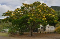 Delonix regia flavida