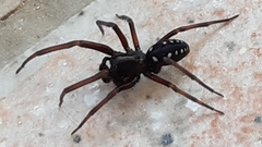 Nurscia albomaculata