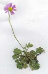 Brachyscome procumbens