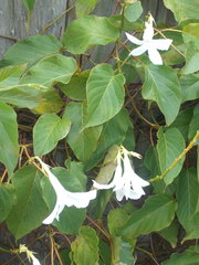 Mandevilla laxa