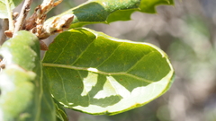 Quercus agrifolia oxyadenia