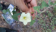 Calystegia occidentalis occidentalis