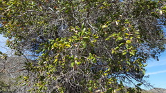 Quercus agrifolia oxyadenia