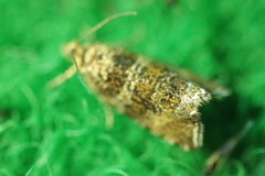 Syricoris