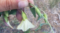 Calystegia occidentalis occidentalis