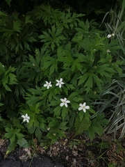 Anemonastrum canadense