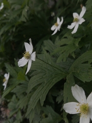 Anemonastrum canadense
