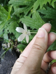 Anemonastrum canadense
