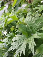 Anemonastrum canadense