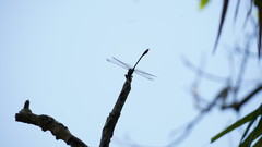 Megalogomphus sommeri