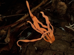 Clavulinopsis sulcata