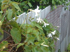 Mandevilla laxa