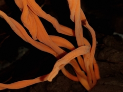 Clavulinopsis sulcata