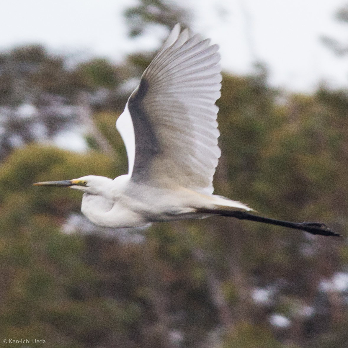 Great Egret