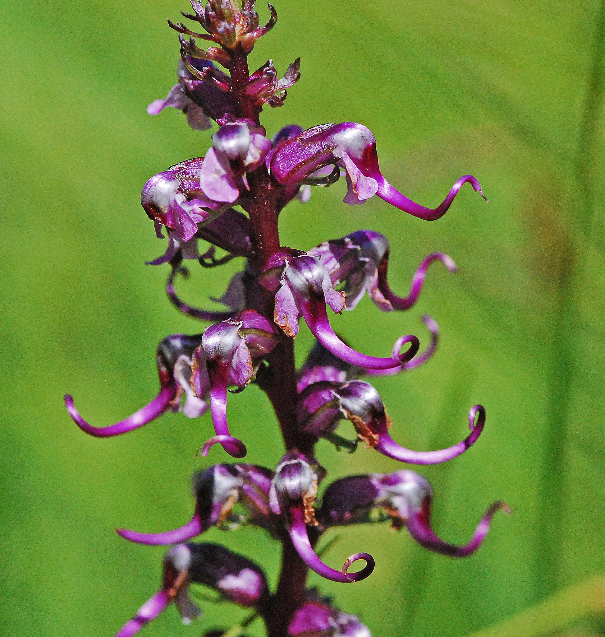 Pedicularis groenlandica