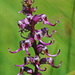 Pedicularis groenlandica - Photo (c) Jerry Oldenettel, algunos derechos reservados (CC BY-NC-SA)