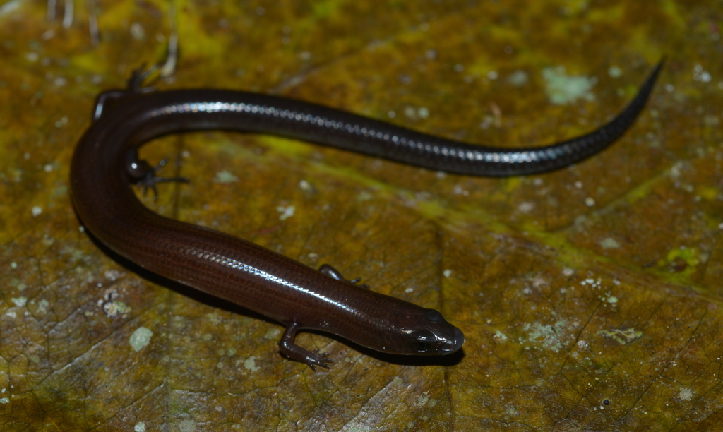 Gracile Burrowing Skink