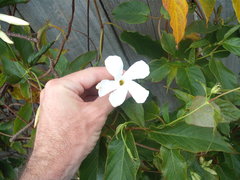 Mandevilla laxa