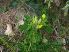 Chamaecytisus supinus