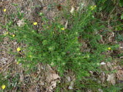 Chamaecytisus supinus