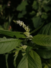 Persicaria lapathifolia