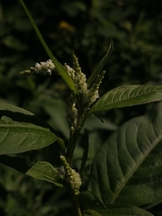 Persicaria lapathifolia