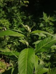Persicaria lapathifolia