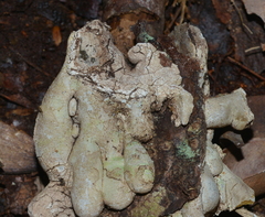 Araucariaceae