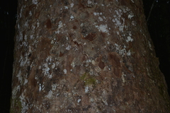 Araucariaceae