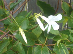 Mandevilla laxa