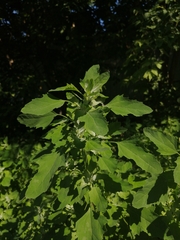 Chenopodium album