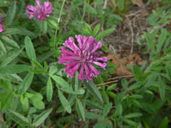 Trifolium medium medium