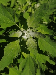 Chenopodium album
