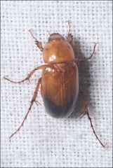 Phyllotocus macleayi