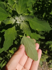 Chenopodium album