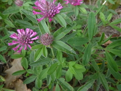 Trifolium medium medium