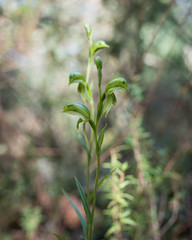 Pterostylis chlorogramma