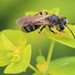 Notandrena - Photo (c) Bee Together, some rights reserved (CC BY), uploaded by Bee Together