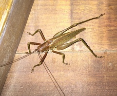 Idiarthron hammuliferum