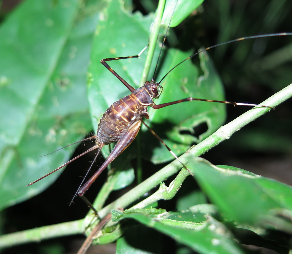 Leptopedetes