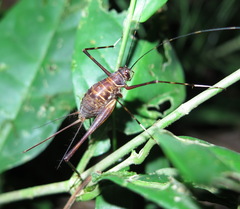 Leptopedetes idalimos