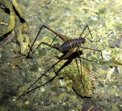 Leptopedetes idalimos